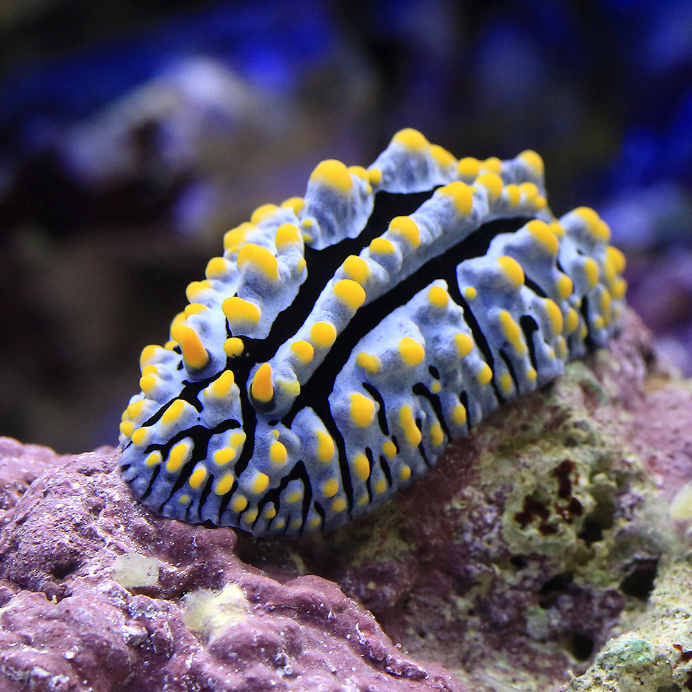 （海水魚）ウミウシ　タテヒダイボウミウシ（１匹）