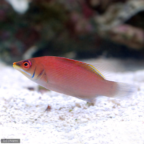 （海水魚）ヒメニセモチノウオ（１匹）