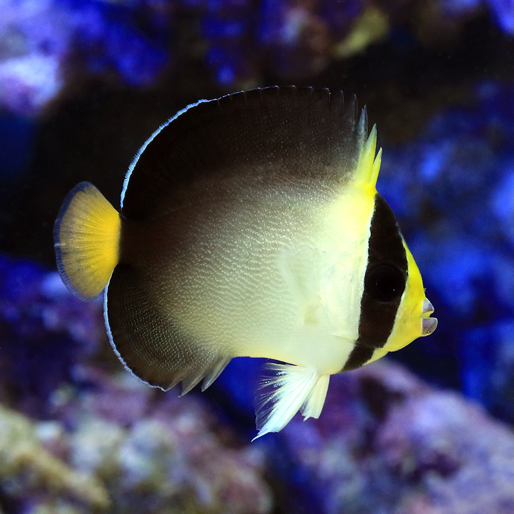 （海水魚）ヤッコ　チリメンヤッコ　Ｓサイズ（１匹）