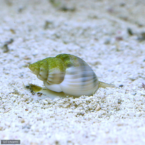 （海水魚）貝　イボヨウバイ　底砂とその他の掃除（１匹）