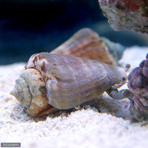 （海水魚）貝　マガキ貝　Ｓサイズ（１匹）