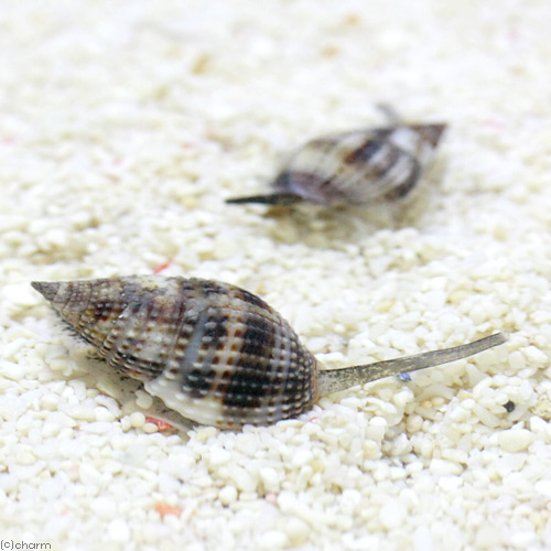 （海水魚）貝　リュウキュウムシロガイ　底砂とその他の掃除（１匹）