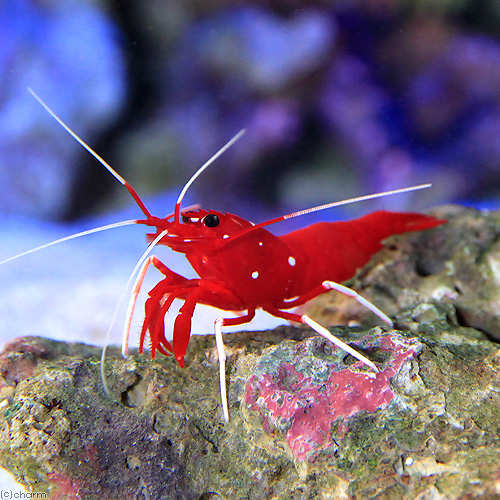 （海水魚）エビ　スリランカ産　ホワイトソックスシュリンプ（１匹）