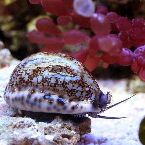 （海水魚）貝　ヤクシマダカラガイ（１匹）