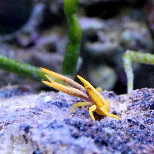 （海水魚）エビ　コマチコシオリエビ　おまかせカラー（１匹）