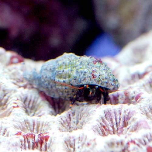 （海水魚）ヤドカリ　ヤドカリミックス　Ｓサイズ（１匹）
