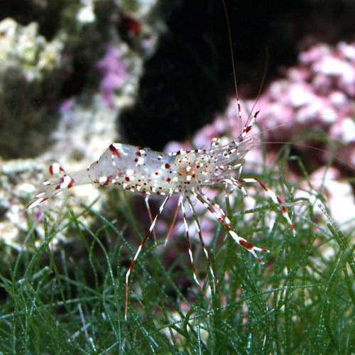 （海水魚）エビ　沖縄産　ソリハシコモンエビ（１匹）