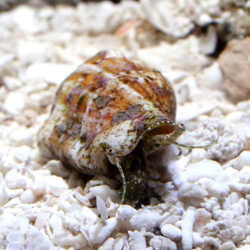 （海水魚）貝　ムカシタモトガイ（１匹）
