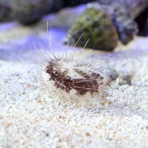 （海水魚）ウニ　オニヒメブンブク　Ｓサイズ（１匹）