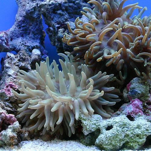 （海水魚）ロングテンタクルアネモネ　おまかせカラー　Ｌサイズ（１匹）無脊椎動物