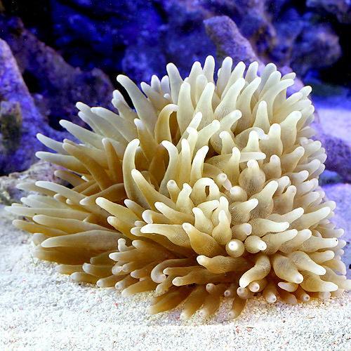 （海水魚）サンゴイソギンチャク　Ｌサイズ（１匹）無脊椎動物