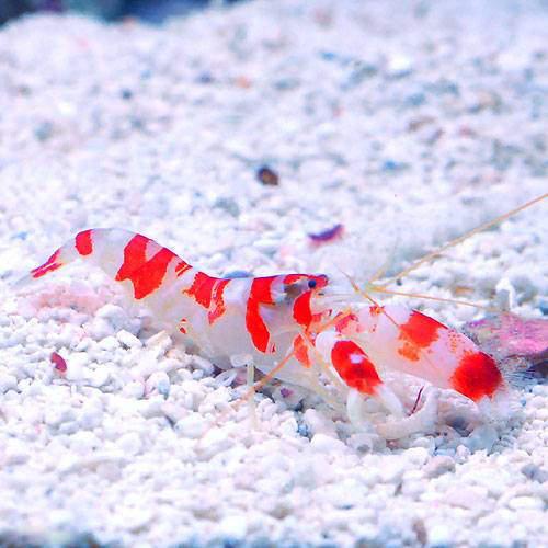 （海水魚）エビ　（Ｂ品）ランドールピストルシュリンプ（１匹）