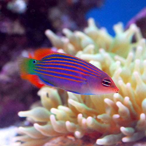 （海水魚）ニセモチノウオ（１匹）