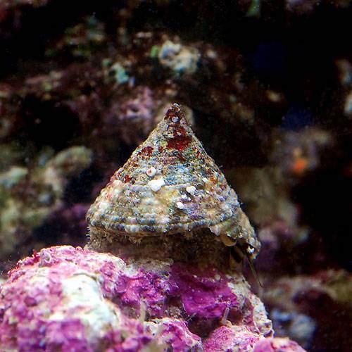 （海水魚）貝　ニシキウズガイ　Ｓサイズ（１匹）