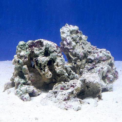 （海水魚）Ｂグレードライブロック　Ｓ－Ｍサイズミックス（２ｋｇ）（形状お任せ）