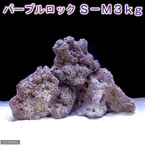 （海水魚）ライブロック　ＥＸＳグレード　パープルロック　Ｓ－Ｍサイズミックス　３ｋｇ（形状お任せ）