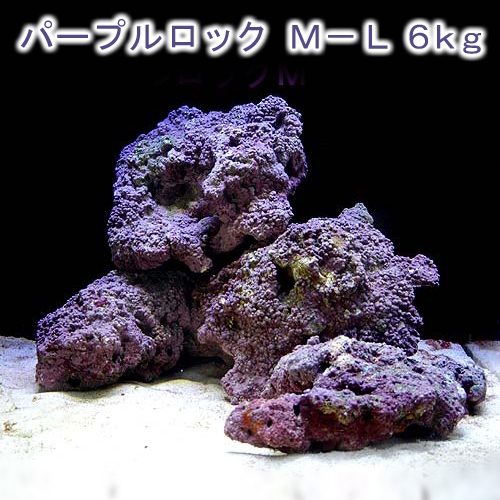 （海水魚）ライブロック　ＥＸＳグレード　パープルロック　Ｍ－Ｌサイズミックス　６ｋｇ（形状お任せ）