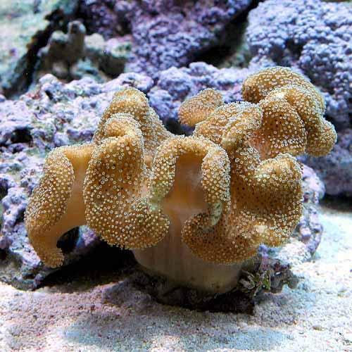 （サンゴ）沖縄産　オオウミキノコ　Ｍサイズ（１個）