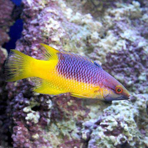 （海水魚）スパニッシュホグフィッシュ（１匹）