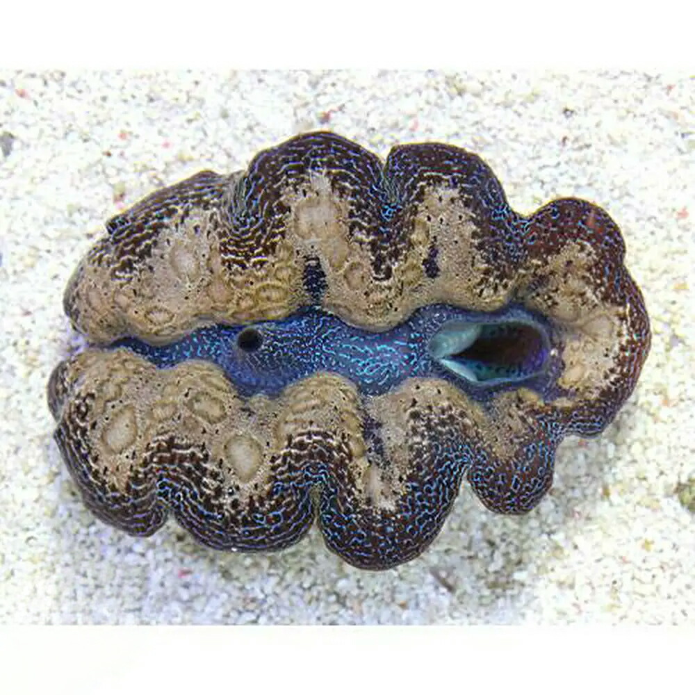 （サンゴ）ヒメシャコガイ　おまかせカラー　Ｌサイズ（１匹）