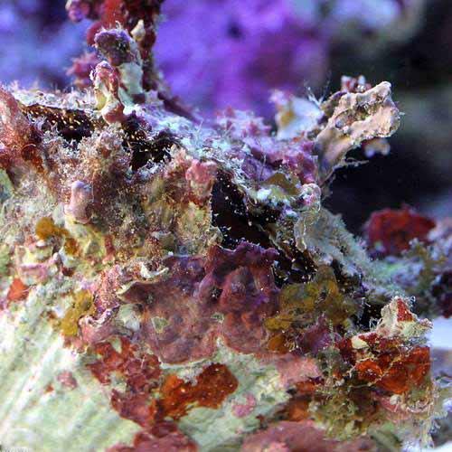 （海水魚）貝　コケコロモガキ（１匹）