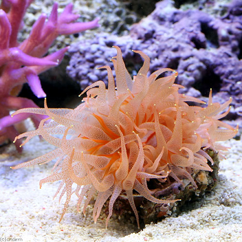 （サンゴ）ウチウラタコアシサンゴ　ピンク（１個）　ｙ－１０　海水魚