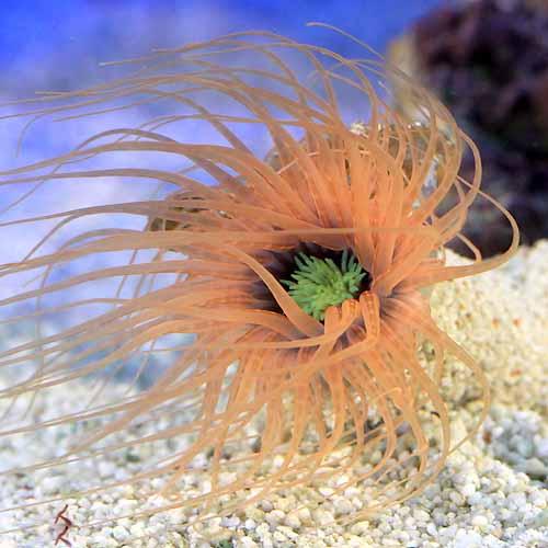 （海水魚）ハナギンチャクｓｐ．　オレンジ系（１匹）無脊椎動物