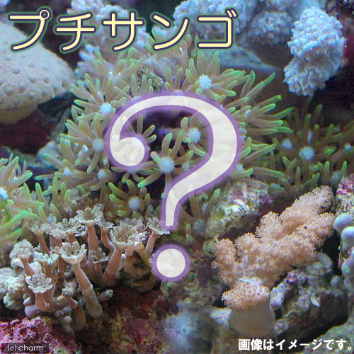 （サンゴ）おまかせプチサンゴ（ソフトコーラル）（１個）　ｙ－１８