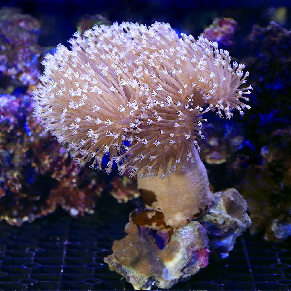（サンゴ）沖縄産　ウミキノコ　ロングポリプ　Ｌサイズ（１個）