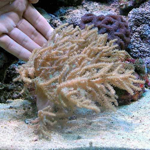 （サンゴ）沖縄産　ヤワタコアシカタトサカ　Ｌサイズ（１個）