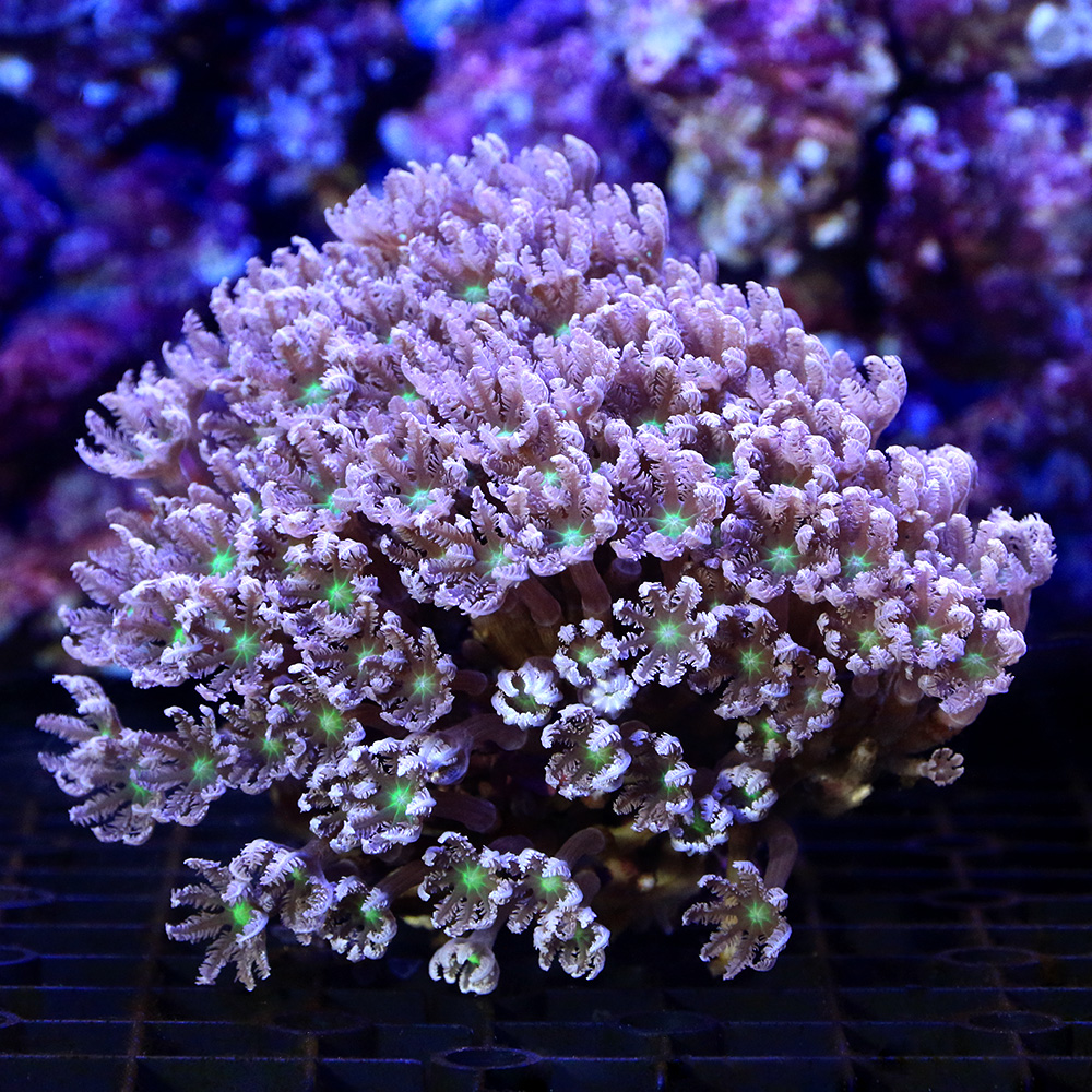 （サンゴ）沖縄産　ツツウミヅタ　ヘアリーセンターグリーン　Ｍサイズ（１個）　ｙ－90