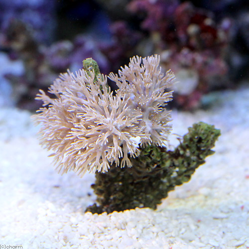 （サンゴ）沖縄産　ウミアザミ　ホワイト　Ｓサイズ（１個）