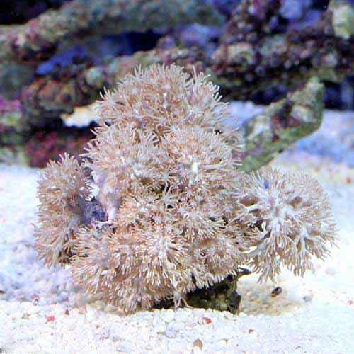 （サンゴ）沖縄産　ウミアザミ　ホワイト　Ｍサイズ（１個）