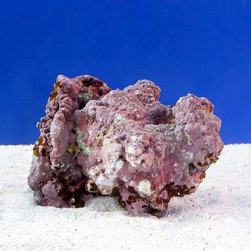 （海水魚）ライブロック　ＥＸＳグレード　レッドロック　Ｓサイズ（３個）（形状お任せ）