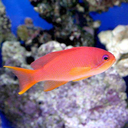（海水魚）キンギョハナダイ　メス（１匹）