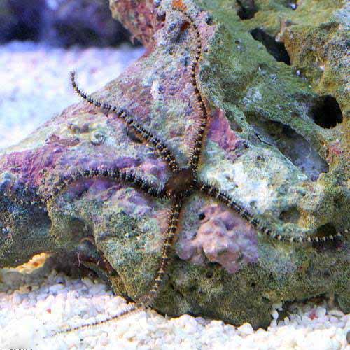（海水魚）ヒトデ　クモヒトデ　ミックス（１匹）