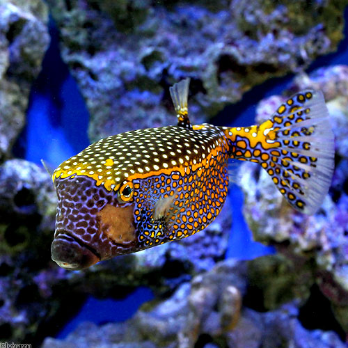 （海水魚）クロハコフグ　オス（１匹）