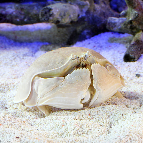 （海水魚）カニ　マルソデカラッパ（１匹）