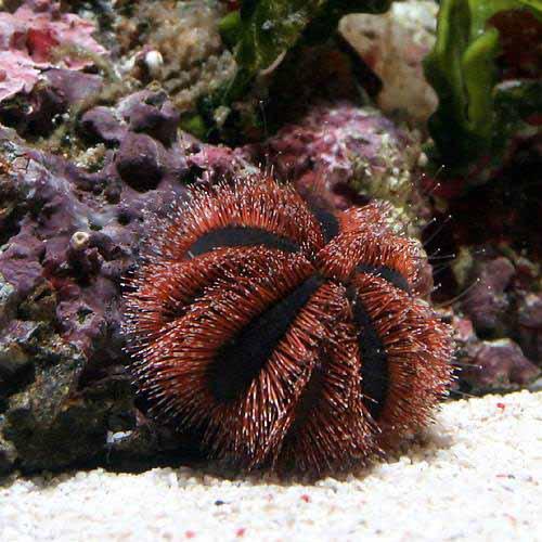 （海水魚）ウニ　コシダカウニ　ミックスカラー　Ｍサイズ（１匹）