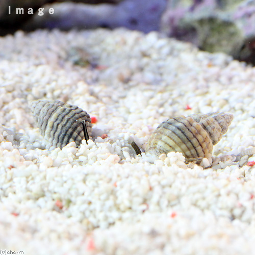 （海水魚）貝　アラムシロガイ（１匹）