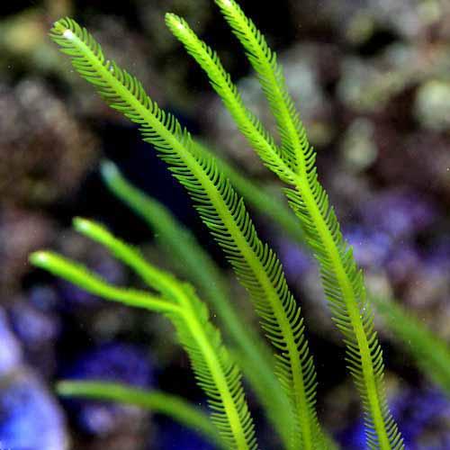 （海水魚）海藻　ビャクシンヅタ　（１房）