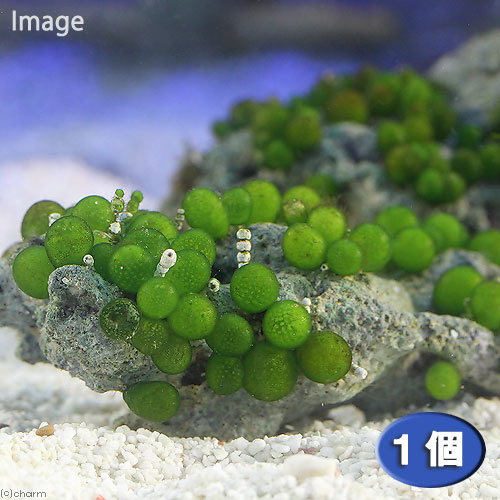 （海水魚）海藻　ミズタマ（１個）