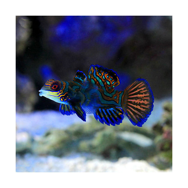 （海水魚）マンダリン　メス（１匹）