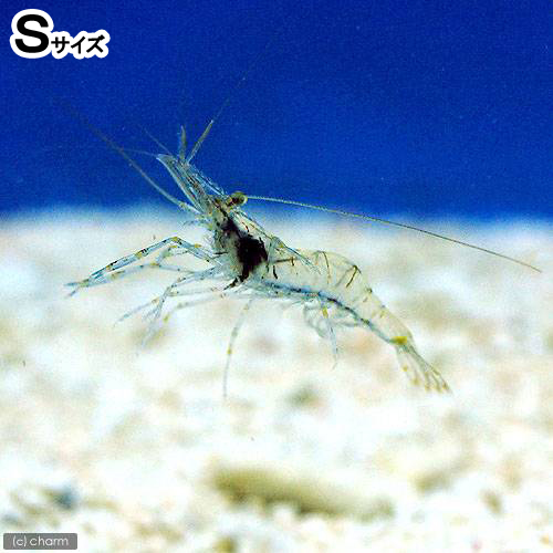（海水魚）生餌　エサ用エビミックス　Ｓサイズ（１匹）　活餌