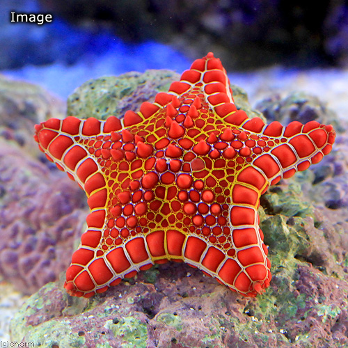 （海水魚）ヒトデ　チェリーブリックドビスケットスター（１匹）