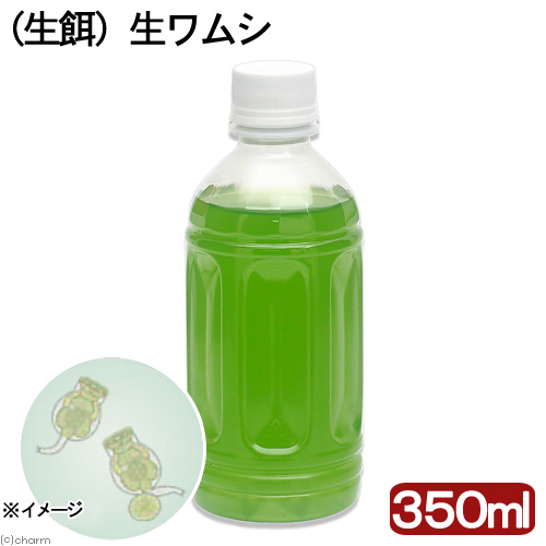 （海水魚）生餌　生ワムシ（シオミズツボワムシ）（３５０ｍｌ）　活餌