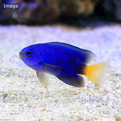 （海水魚）ソラスズメダイ（１匹）