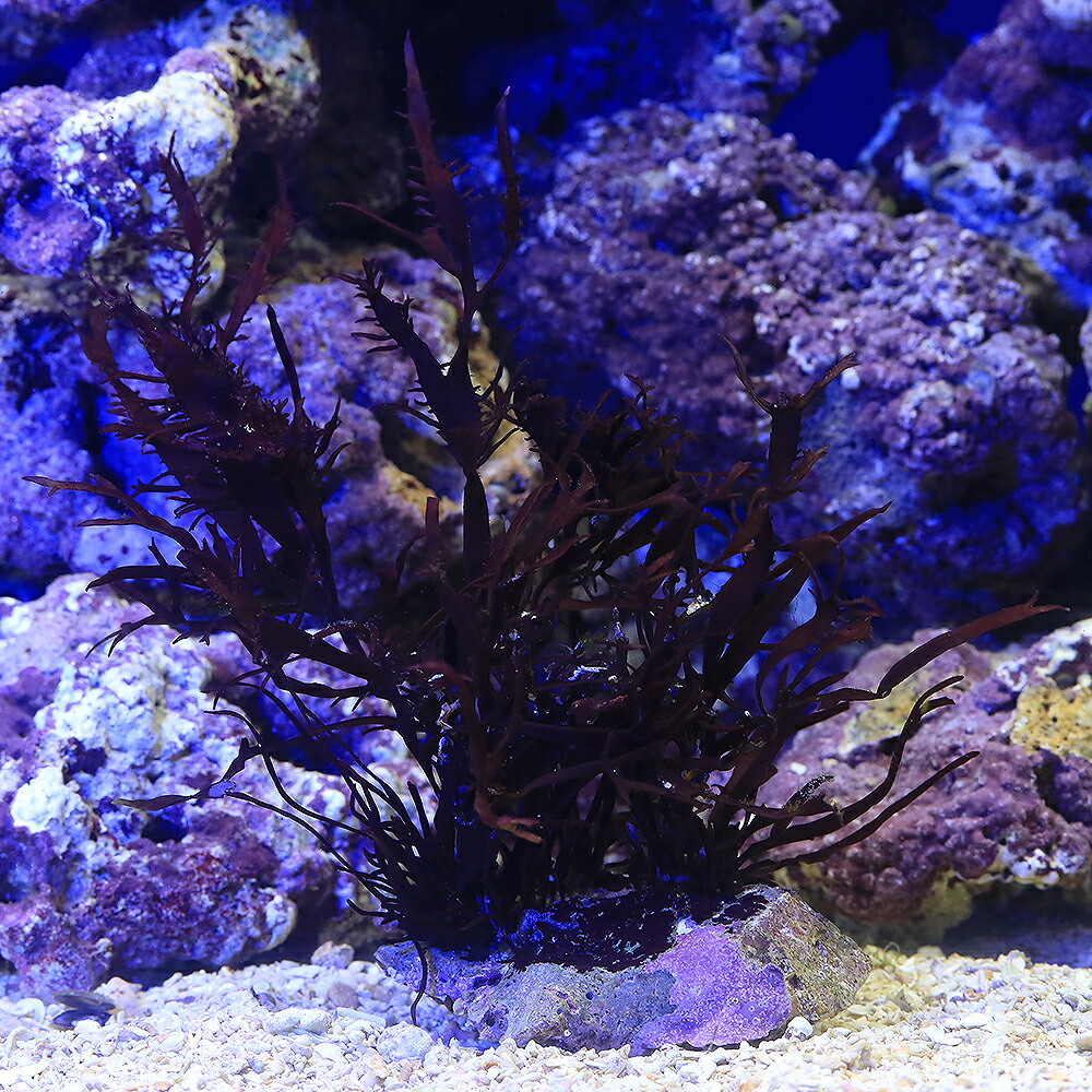 （海水魚）海藻　インドネシア産　ツヅレグサ　岩付き（１個）　北海道・九州航空便要保温