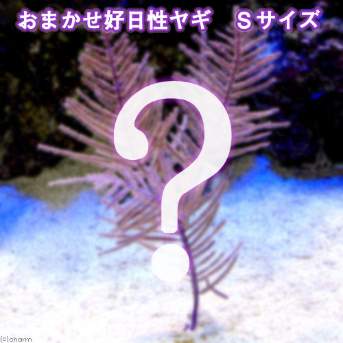 （サンゴ）おまかせ好日性ヤギ　Ｓサイズ（１個）