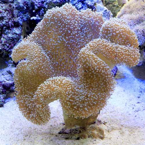 （サンゴ）沖縄産　オオウミキノコ　Ｌサイズ（１個）